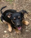 Karmala – Australian Working Kelpie Stud